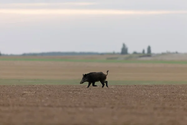 野猪Sus Scrofa穿过开阔的田野 — 图库照片