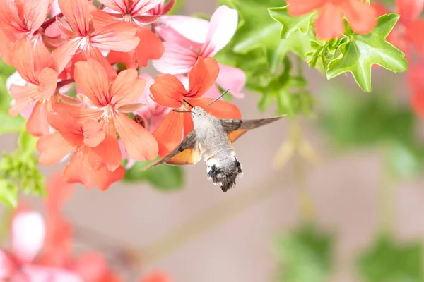 Colibrí Halcón Macroglossum Stellatarum Alimentándose Begonia Jardín —  Fotos de Stock