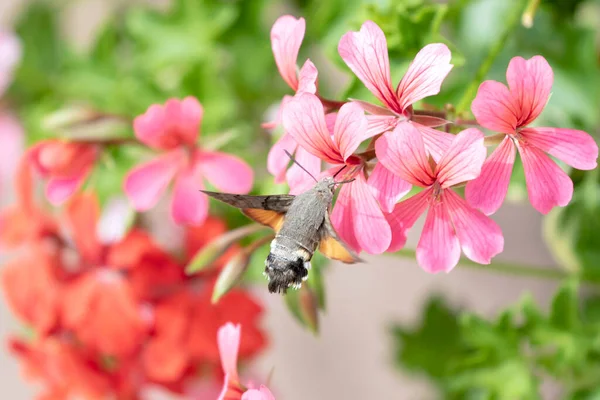 Colibrí Halcón Macroglossum Stellatarum Alimentándose Begonia Jardín —  Fotos de Stock