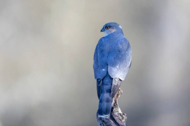 European Sparrowhawk Accipiter nisus perched after a missed attack on a tit