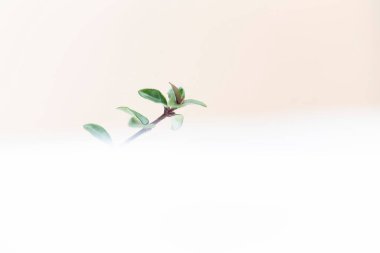 Kışın ve karlı atmosferde bitki ve meyvelerin yakın çekimi