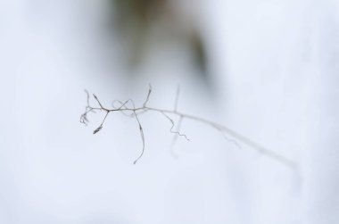 Kışın ve karlı atmosferde bitki ve meyvelerin yakın çekimi