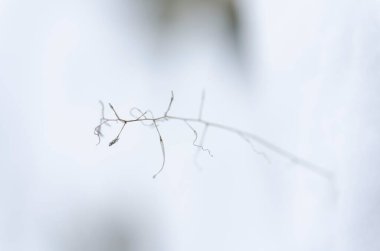 Kışın ve karlı atmosferde bitki ve meyvelerin yakın çekimi