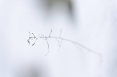 Kışın ve karlı atmosferde bitki ve meyvelerin yakın çekimi