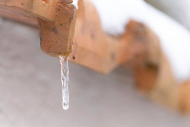 Kışın ve karlı atmosferde bitki ve meyvelerin yakın çekimi