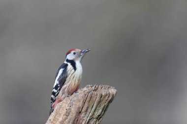 Ortanca benekli ağaçkakan Dendrocopos Medius ölü sandığa tırmanıyor