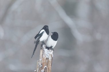 Avrupa saksağan pikası ölü bir dala ya da yere tünemiş