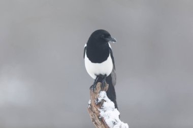 Avrupa saksağan pikası ölü bir dala ya da yere tünemiş