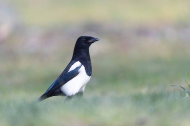 Avrupa saksağan pikası ölü bir dala ya da yere tünemiş