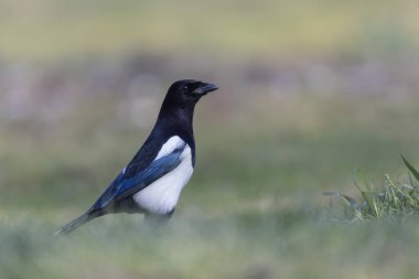 Avrupa saksağan pikası ölü bir dala ya da yere tünemiş