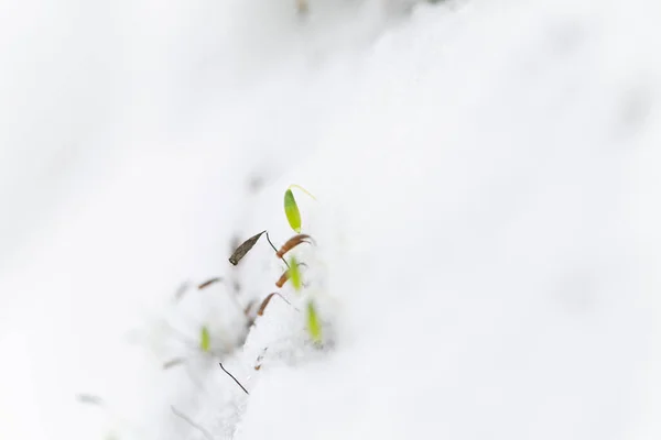 Primo Piano Piante Frutti Inverno Atmosfera Innevata — Foto Stock