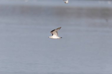 Larus canus Common martı kış boyunca Ren üzerinde uçuyor, Fransa