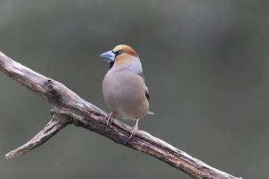 Avrupa ispinozu Coccothraustes coccothraustes, ormanlık alanda ölü bir dal üzerinde