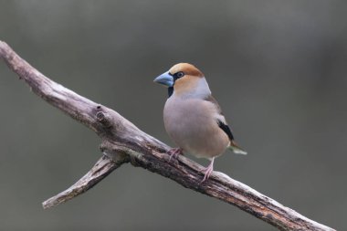 Avrupa ispinozu Coccothraustes coccothraustes, ormanlık alanda ölü bir dal üzerinde