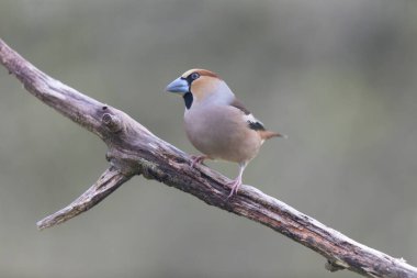 Avrupa ispinozu Coccothraustes coccothraustes, ormanlık alanda ölü bir dal üzerinde