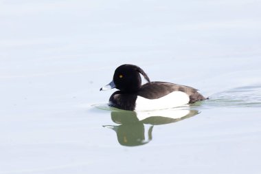 Tufted Duck Aythya fuligula Ren, Alsace, Doğu Fransa 'da yüzüyor
