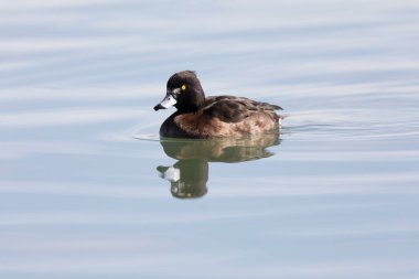 Tufted Duck Aythya fuligula Ren, Alsace, Doğu Fransa 'da yüzüyor