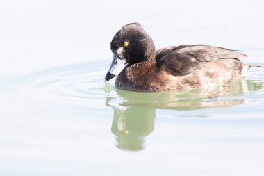 Tufted Duck Aythya fuligula Ren, Alsace, Doğu Fransa 'da yüzüyor