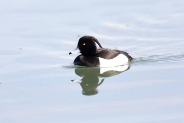 Tufted Duck Aythya fuligula Ren, Alsace, Doğu Fransa 'da yüzüyor
