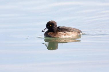 Tufted Duck Aythya fuligula Ren, Alsace, Doğu Fransa 'da yüzüyor