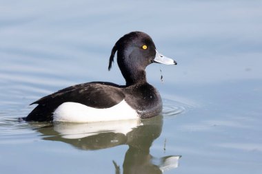 Tufted Duck Aythya fuligula Ren, Alsace, Doğu Fransa 'da yüzüyor