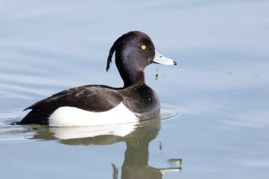 Tufted Duck Aythya fuligula Ren, Alsace, Doğu Fransa 'da yüzüyor