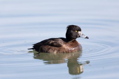 Tufted Duck Aythya fuligula Ren, Alsace, Doğu Fransa 'da yüzüyor