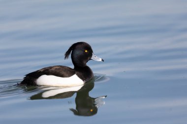 Tufted Duck Aythya fuligula Ren, Alsace, Doğu Fransa 'da yüzüyor