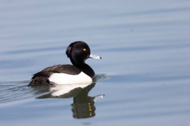 Tufted Duck Aythya fuligula Ren, Alsace, Doğu Fransa 'da yüzüyor