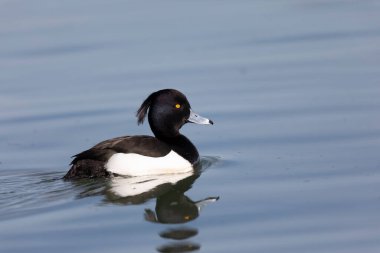 Tufted Duck Aythya fuligula Ren, Alsace, Doğu Fransa 'da yüzüyor