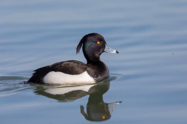 Tufted Duck Aythya fuligula Ren, Alsace, Doğu Fransa 'da yüzüyor
