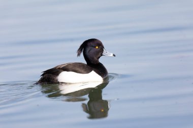 Tufted Duck Aythya fuligula Ren, Alsace, Doğu Fransa 'da yüzüyor