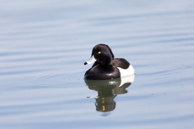Tufted Duck Aythya fuligula Ren, Alsace, Doğu Fransa 'da yüzüyor