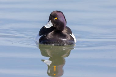 Tufted Duck Aythya fuligula Ren, Alsace, Doğu Fransa 'da yüzüyor