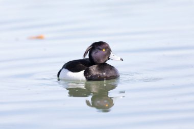 Tufted Duck Aythya fuligula Ren, Alsace, Doğu Fransa 'da yüzüyor