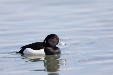 Tufted Duck Aythya fuligula Ren, Alsace, Doğu Fransa 'da yüzüyor