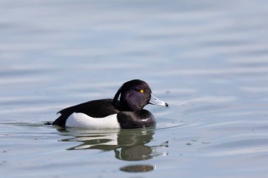 Tufted Duck Aythya fuligula Ren, Alsace, Doğu Fransa 'da yüzüyor