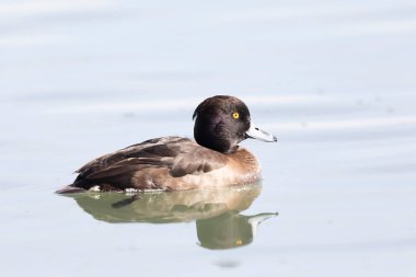 Tufted Duck Aythya fuligula Ren, Alsace, Doğu Fransa 'da yüzüyor