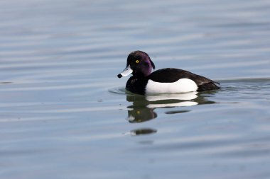 Tufted Duck Aythya fuligula Ren, Alsace, Doğu Fransa 'da yüzüyor