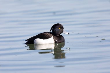 Tufted Duck Aythya fuligula Ren, Alsace, Doğu Fransa 'da yüzüyor