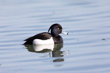 Tufted Duck Aythya fuligula Ren, Alsace, Doğu Fransa 'da yüzüyor
