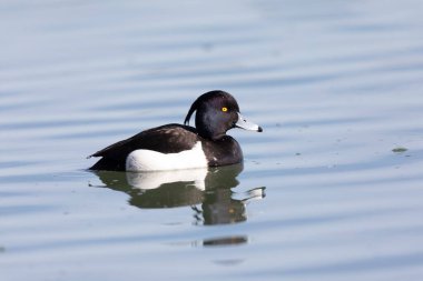 Tufted Duck Aythya fuligula Ren, Alsace, Doğu Fransa 'da yüzüyor