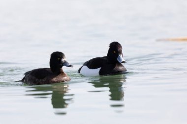 Tufted Duck Aythya fuligula Ren, Alsace, Doğu Fransa 'da yüzüyor