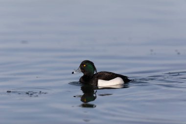 Tufted Duck Aythya fuligula Ren, Alsace, Doğu Fransa 'da yüzüyor