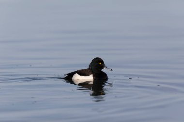 Tufted Duck Aythya fuligula Ren, Alsace, Doğu Fransa 'da yüzüyor