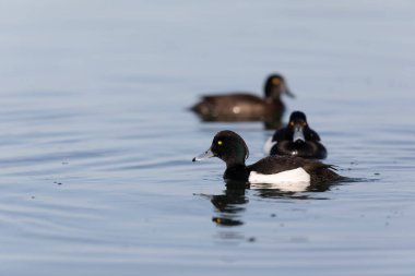 Tufted Duck Aythya fuligula Ren, Alsace, Doğu Fransa 'da yüzüyor