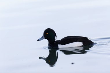 Tufted Duck Aythya fuligula Ren, Alsace, Doğu Fransa 'da yüzüyor