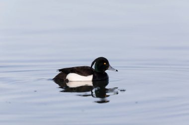 Tufted Duck Aythya fuligula Ren, Alsace, Doğu Fransa 'da yüzüyor