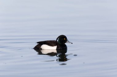 Tufted Duck Aythya fuligula Ren, Alsace, Doğu Fransa 'da yüzüyor