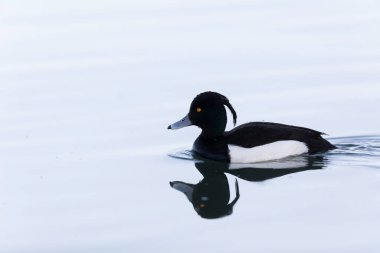Tufted Duck Aythya fuligula Ren, Alsace, Doğu Fransa 'da yüzüyor